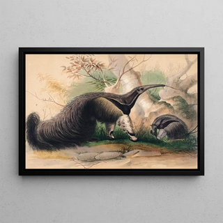 Joseph Wolf - The Great Anteater.webp
