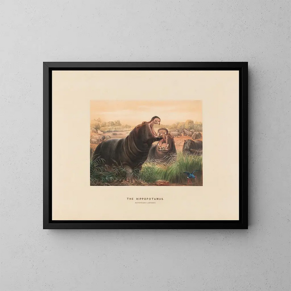 L'Hippopotame - Joseph Wolf — quadro incorniciato alla parete