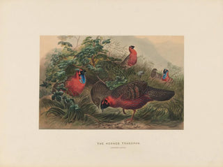 Joseph Wolf - The Horned Tragopan.webp