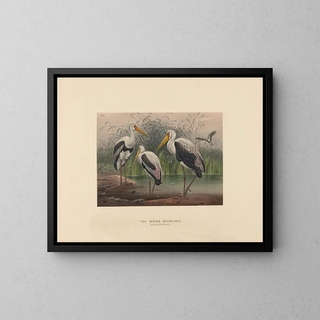 Joseph Wolf - The Indian WoodIbis.webp