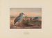 Le Kagu - Joseph Wolf — vista dell’opera