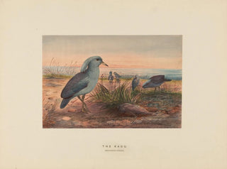 Le Kagu - Joseph Wolf — vista dell’opera