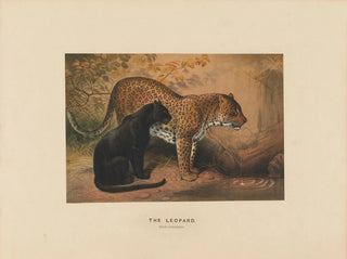 Le Léopard - Joseph Wolf — vista dell’opera