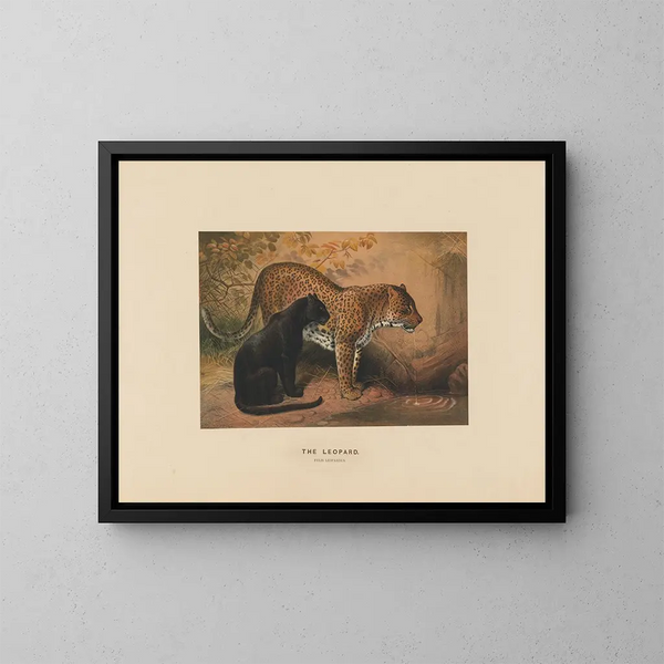 Le Léopard - Joseph Wolf — quadro incorniciato alla parete
