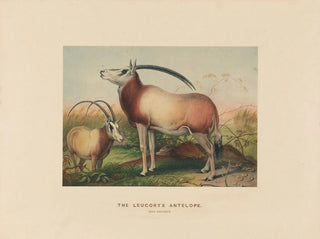 L'antilope leucoryx - Joseph Wolf — vista dell’opera