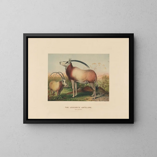L'antilope leucoryx - Joseph Wolf — quadro incorniciato alla parete