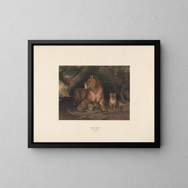 Le Leone - Joseph Wolf — quadro incorniciato alla parete