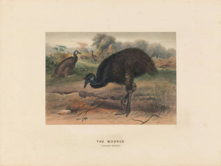 Le Mooruk - Joseph Wolf — vista dell’opera
