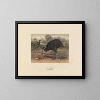 Le Mooruk - Joseph Wolf — quadro incorniciato alla parete