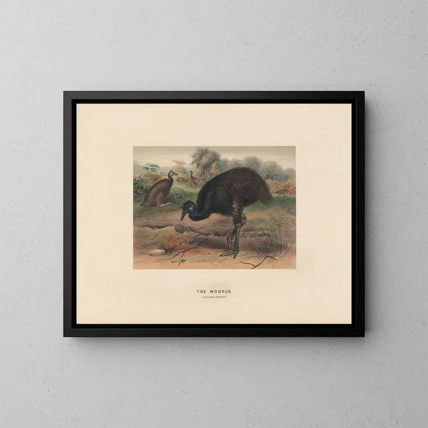 Le Mooruk - Joseph Wolf — quadro incorniciato alla parete