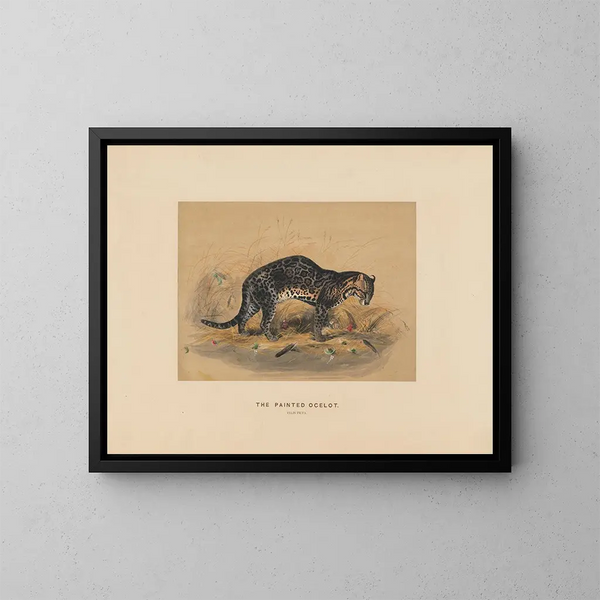 L'ocelot peint - Joseph Wolf — quadro incorniciato alla parete