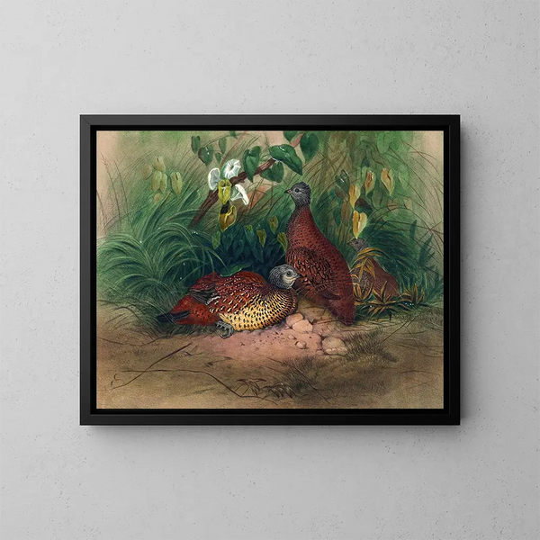 Le faisan peint - Joseph Wolf — quadro incorniciato alla parete