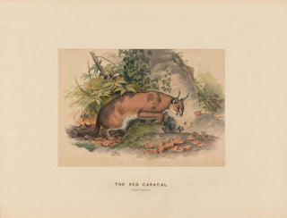 Le Caracal rouge - Joseph Wolf — vista dell’opera