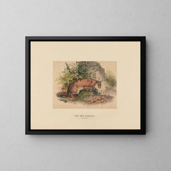Le Caracal rouge - Joseph Wolf — quadro incorniciato alla parete