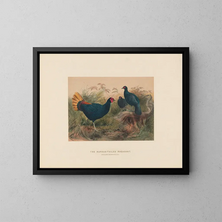 Le faisan à queue rousse - Joseph Wolf — quadro incorniciato alla parete