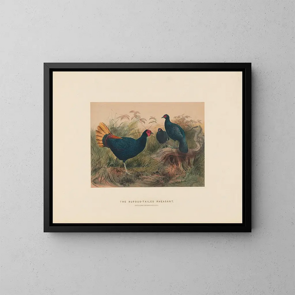 Le faisan à queue rousse - Joseph Wolf — quadro incorniciato alla parete