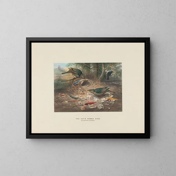 Le Ptilonorhynque à croupion satiné - Joseph Wolf — quadro incorniciato alla parete