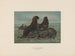 L'ours de mer - Joseph Wolf — vista dell’opera