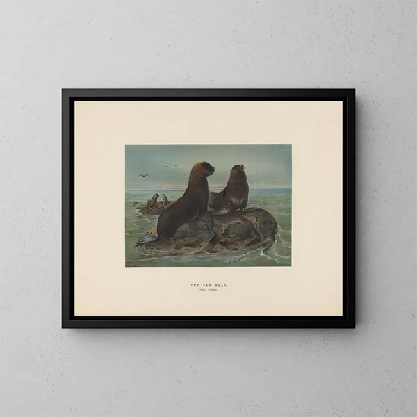 L'ours de mer - Joseph Wolf — quadro incorniciato alla parete