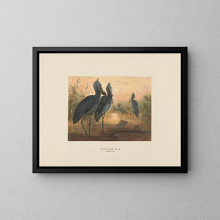 Le bec-en-sabot - Joseph Wolf — quadro incorniciato alla parete