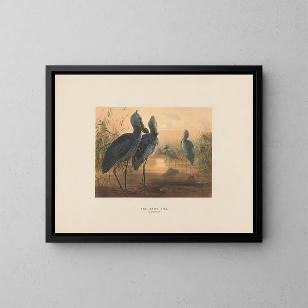 Le bec-en-sabot - Joseph Wolf — quadro incorniciato alla parete