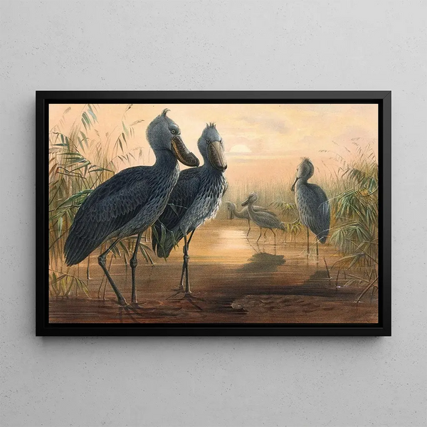 Le Bec-en-sabot - Joseph Wolf — quadro incorniciato alla parete