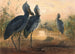 Le Bec-en-sabot - Joseph Wolf — vista dell’opera