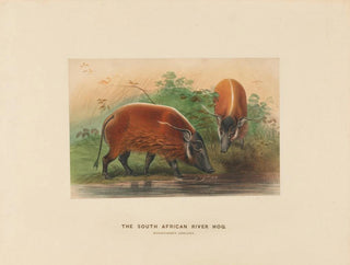 Joseph Wolf - The South African River Hog.webp