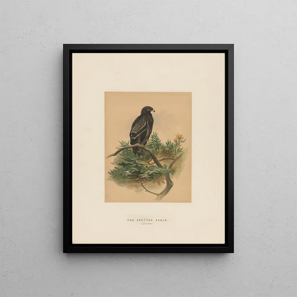 Joseph Wolf - The Spotted Eagle.webp
