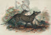 Le Thylacine - Joseph Wolf — vista dell’opera