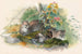 Il gatto Wagati - Joseph Wolf — vista dell’opera