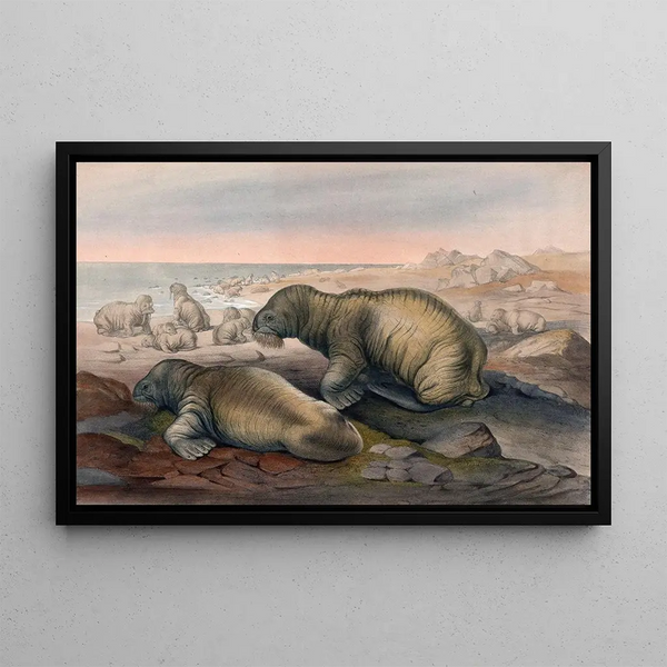 Le Morse - Joseph Wolf — quadro incorniciato alla parete