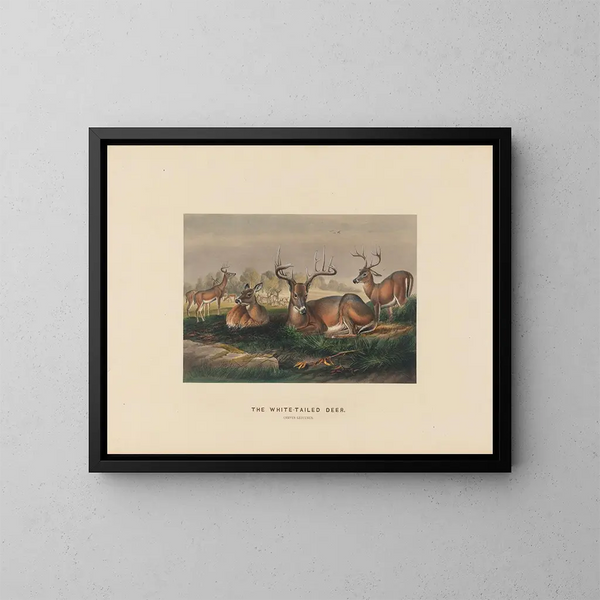 Le cerf à queue blanche - Joseph Wolf — quadro incorniciato alla parete