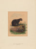 Il gatto Yaguarundi - Joseph Wolf — vista dell’opera