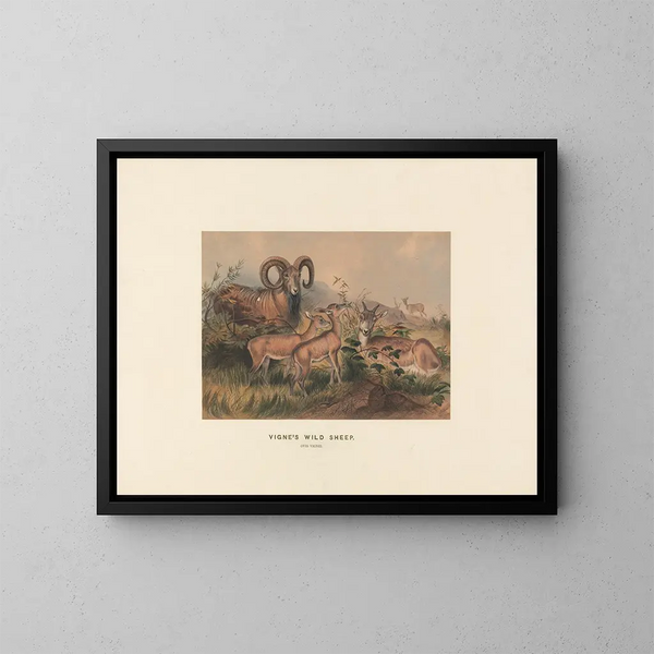 Vignes de moutons sauvages - Joseph Wolf — quadro incorniciato alla parete