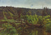 Foresta profonda con crolli - Józef Chełmoński — vista dell’opera