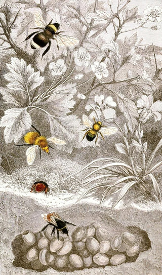 Jules Rothschild - Nvroptres Pl VI.webp