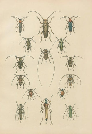 Karl Neunzig - The beetles of Europe Pl17.webp