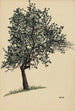 Sans titre arbre feuillu - Karl Wiener — vista dell’opera