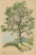Sans titre arbre feuillu e sentiero - Karl Wiener — vista dell’opera