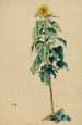 Tournesol - Karl Wiener — vista dell’opera