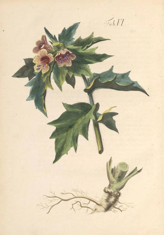 Karl Wilhelm Juch - Abbildung und populare Beschreibung von acht und vierzig Giftpflanzen Pl06.webp