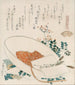 Una miriade di erbe decorticate Chigusagai - Katsushika Hokusai — vista dell’opera