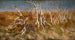 Chardons musqués - Kazimierz Sichulski — vista dell’opera