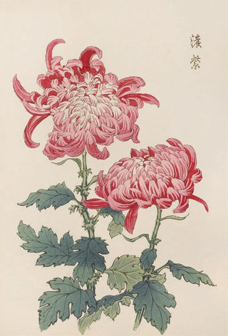 Keika Hasegawa - Keika hyakugiku Pl23.webp