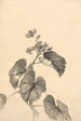 Branche de bégonia en fleurs - Kono Bairei — vista dell’opera