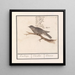 Koekoek Cuculus canorus Koekuijl Cuculus Coucou - Anselmus Botius de Boodt — quadro incorniciato alla parete