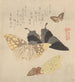 Il manual di pittura della nuvola di farfalle Guncho Gafu 4 - Kubo Shunman — vista dell’opera
