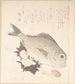 Pesce Tai e Conchiglie Top - Kubo Shunman — vista dell’opera