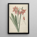 Amaryllis Haworthia Margaritiferas - Laurens Jacobsz van der Vinne — quadro incorniciato alla parete